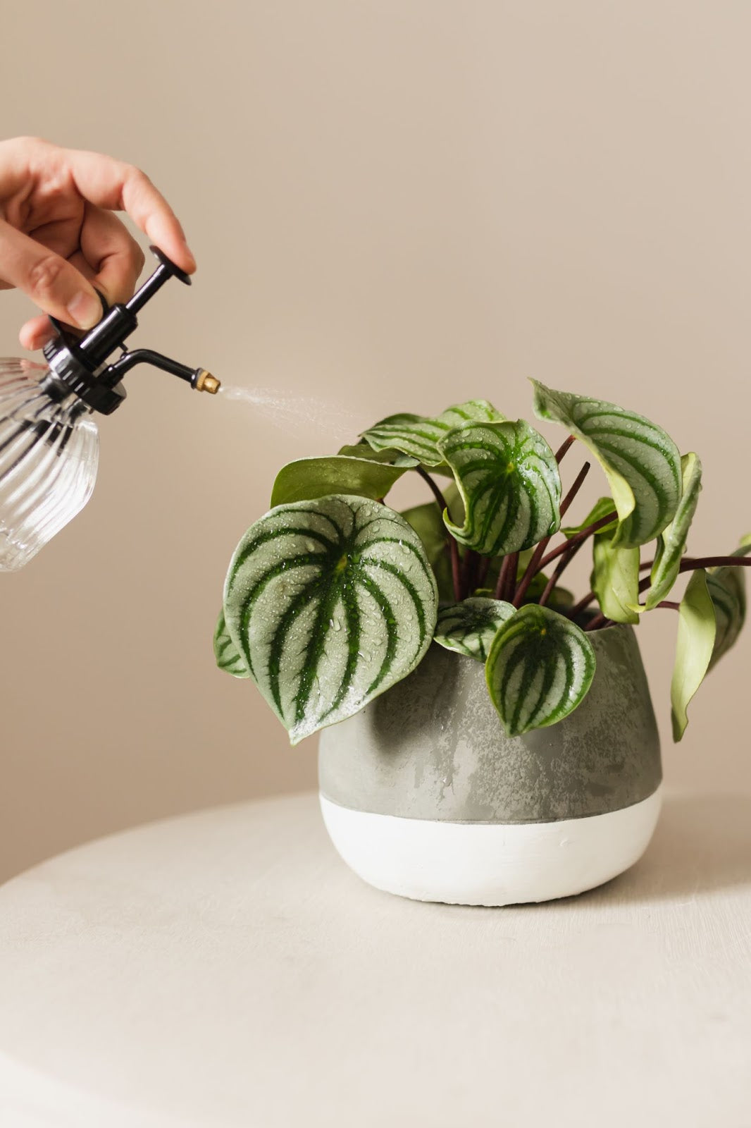 melon indoor plant Watermelon Peperomia – Art et Fleurs