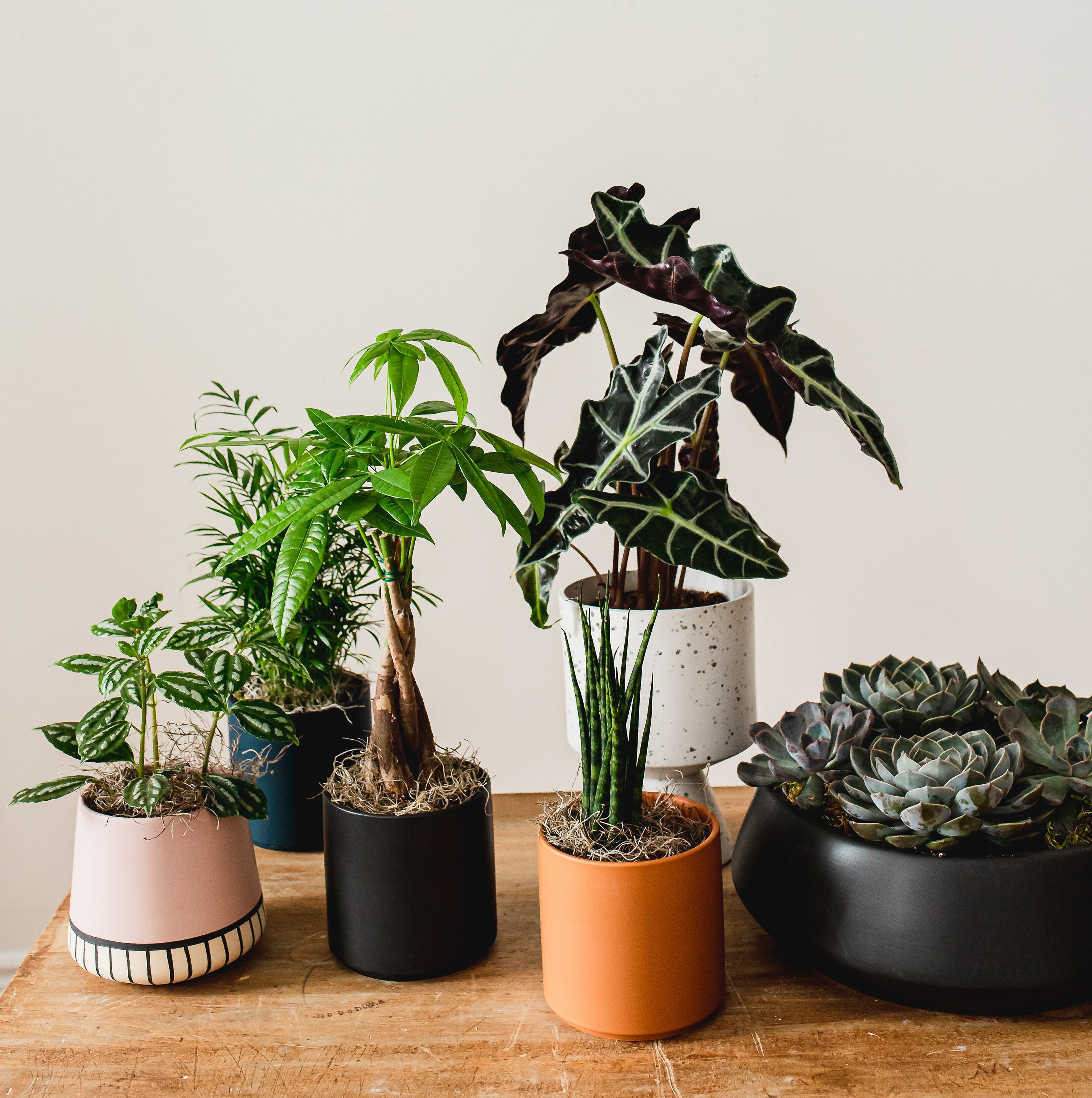 Plantes - Voir tout