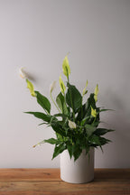 Lys de paix