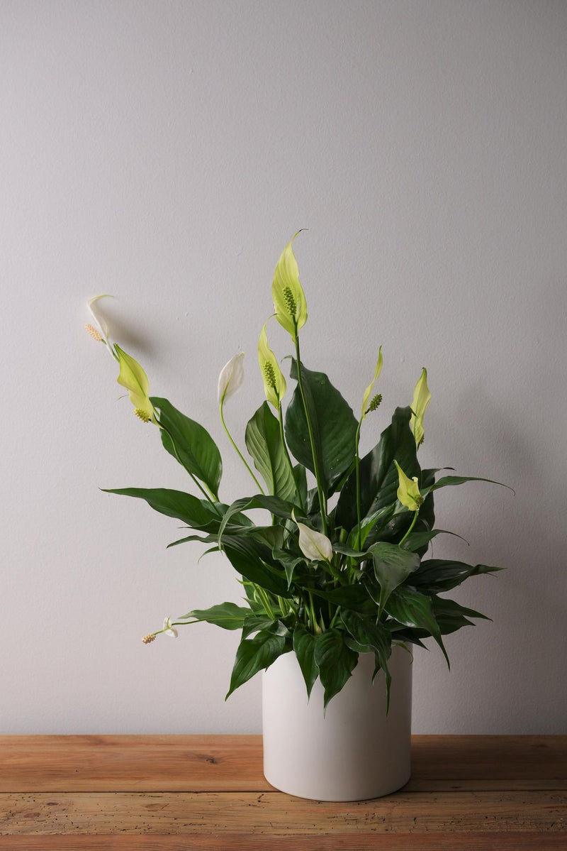 Lys de paix