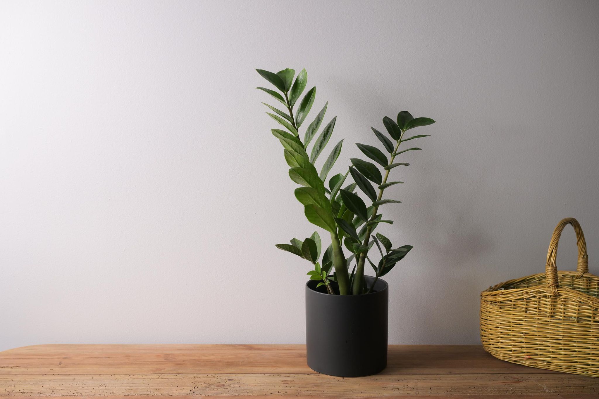 Zamioculcas zamiifolia