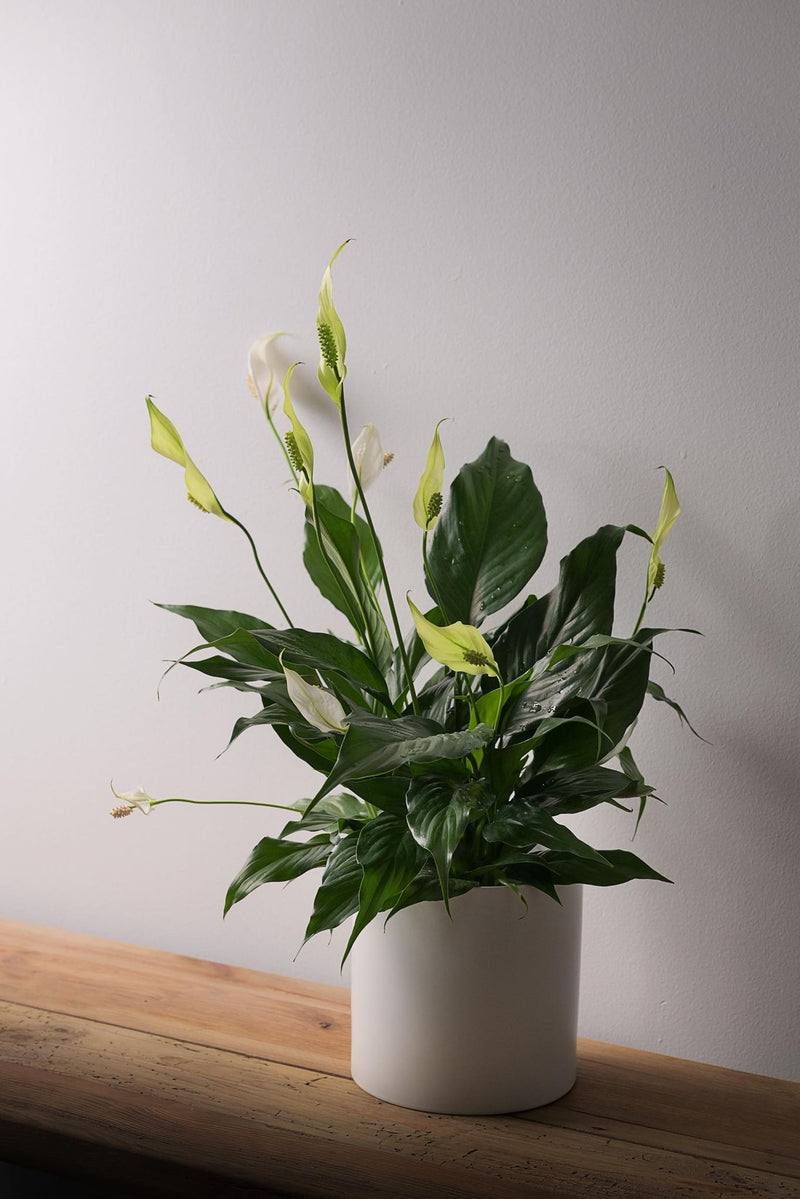 Lys de paix