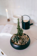 Jardin de cactus