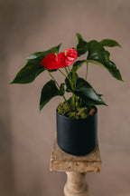 Heart in bloom