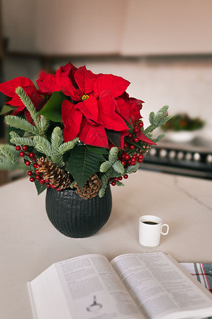Poinsettia