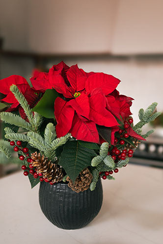Poinsettia