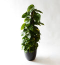 Devil's Ivy - Golden Pothos Totem