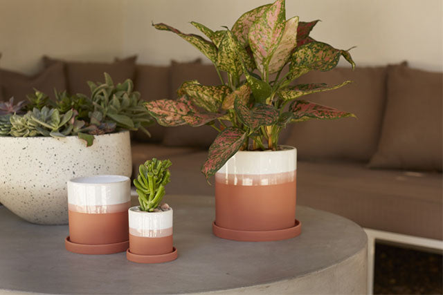 Home deco flower and plant pot