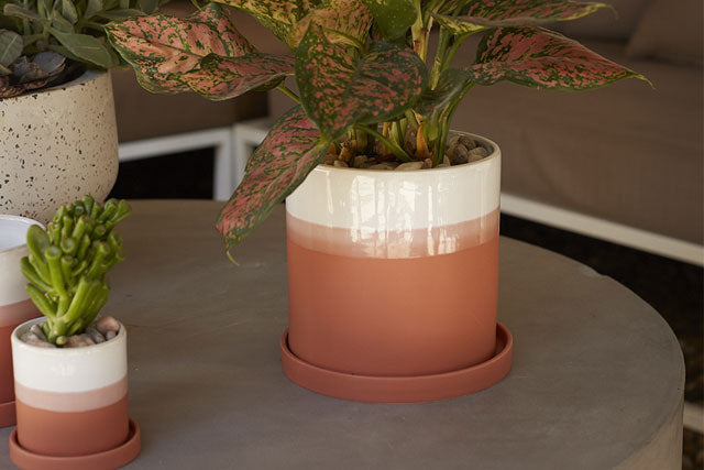 Home deco flower and plant pot