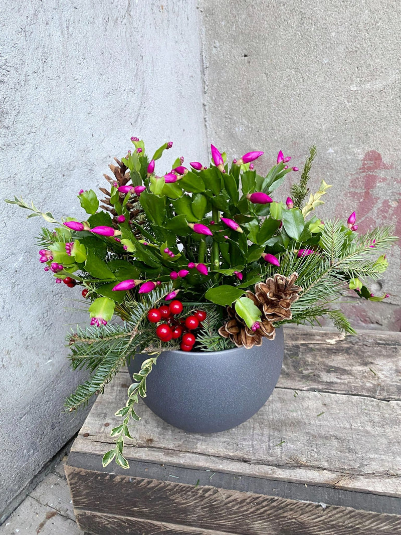Cactus de Noël chosen by professional montreal floriste