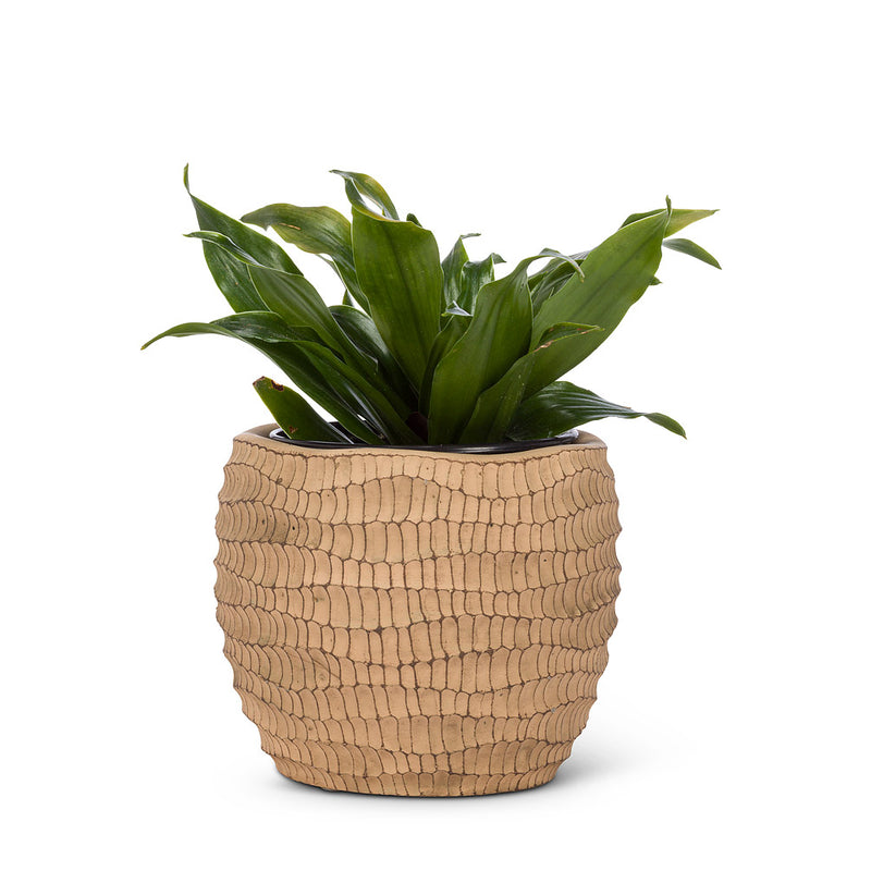 Home deco flower and plant pot