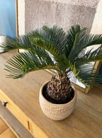 Palmier Sago (Cycas)