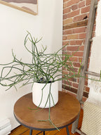 Pencil cactus - Euphorbia Tirucalli