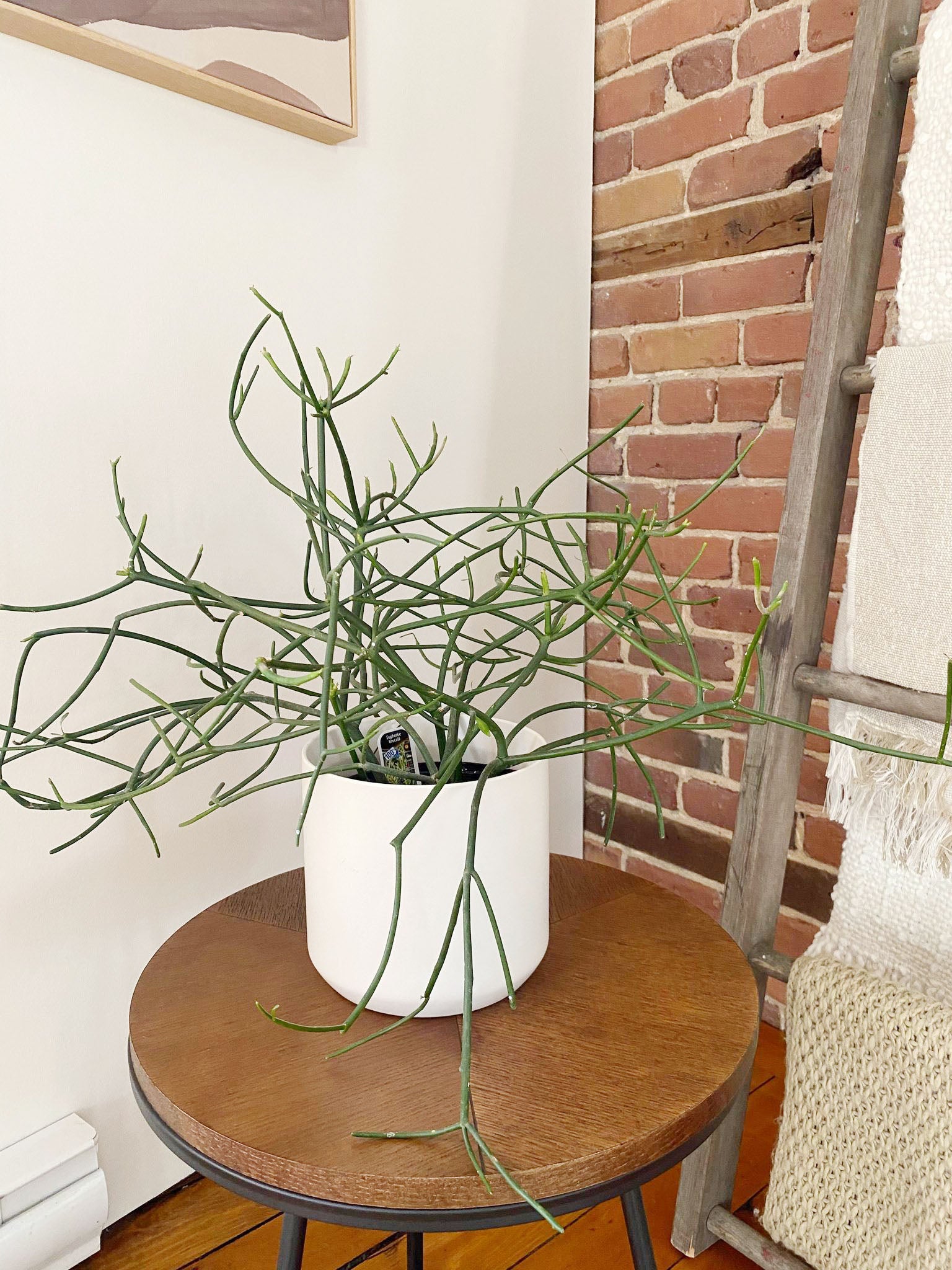 Pencil cactus - Euphorbia Tirucalli
