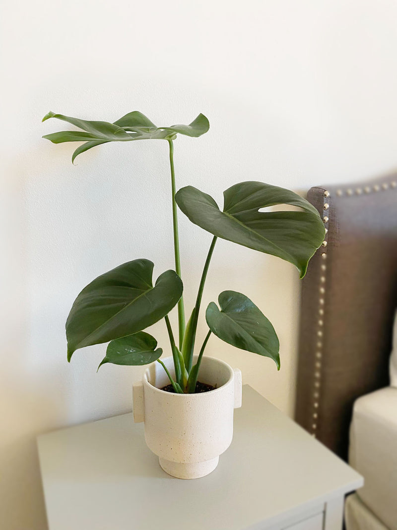 La plante monstre