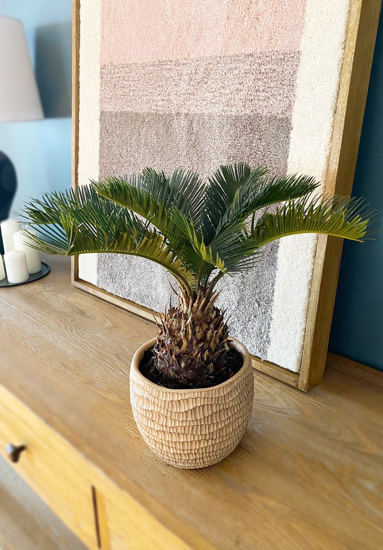 Sago Palm (Cycas)