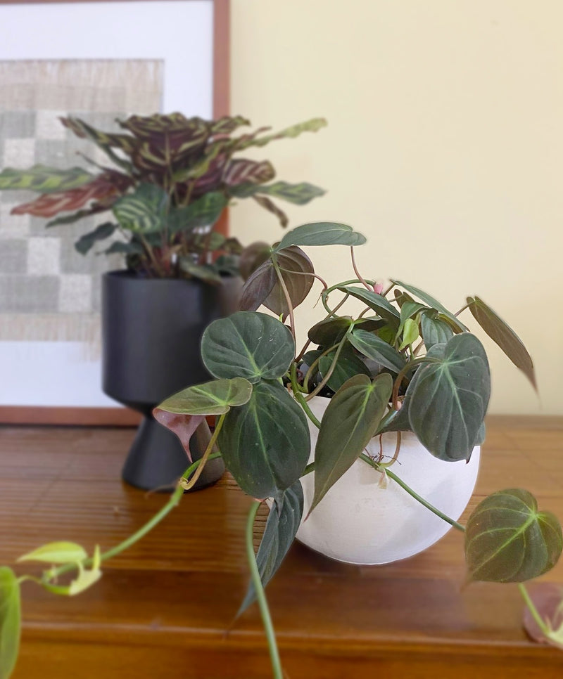 Philodendron Micans chosen and designed by professional montreal floriste