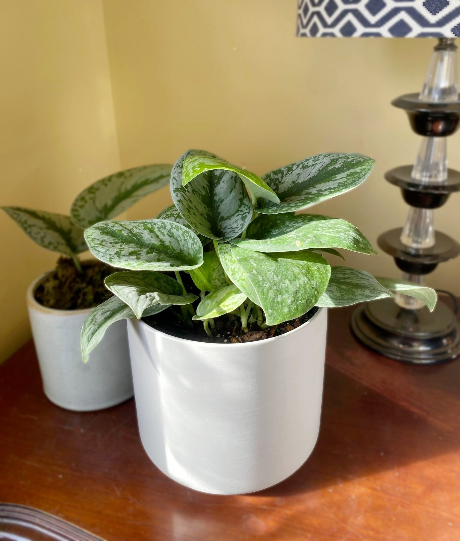 Scindapsus Pictus ‘EXOTICA’ chosen and designed by professional montreal floriste