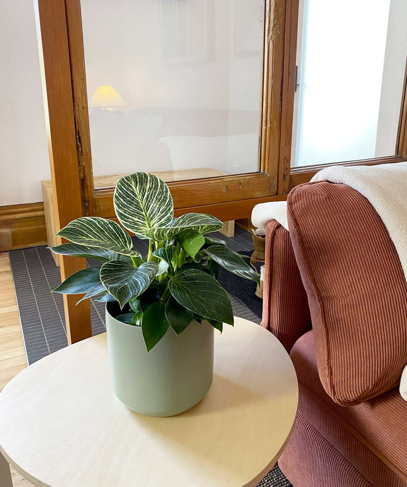 Philodendron Birkin