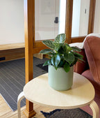 Philodendron Birkin