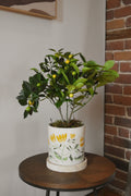 Calamondin
