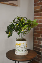 Calamondin