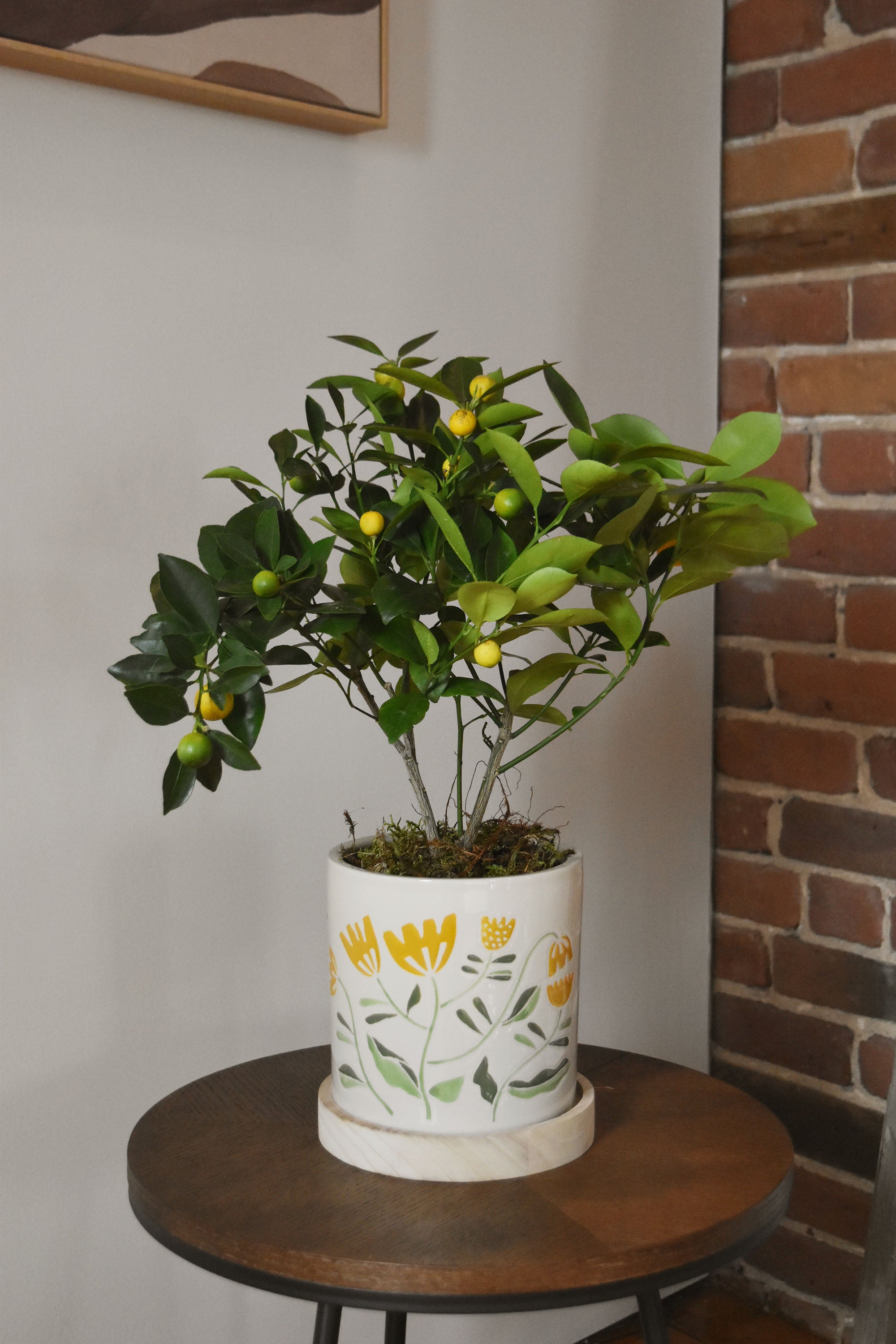 Calamondin