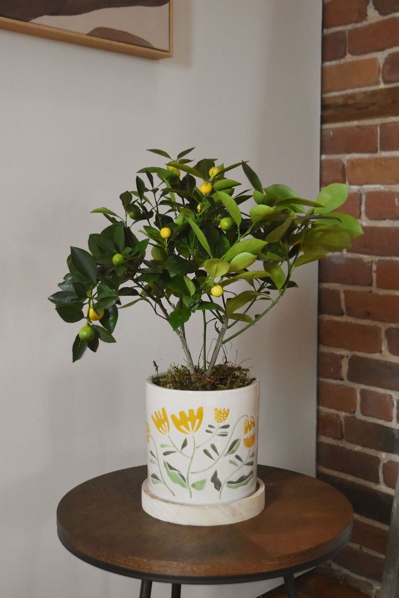 Calamondin