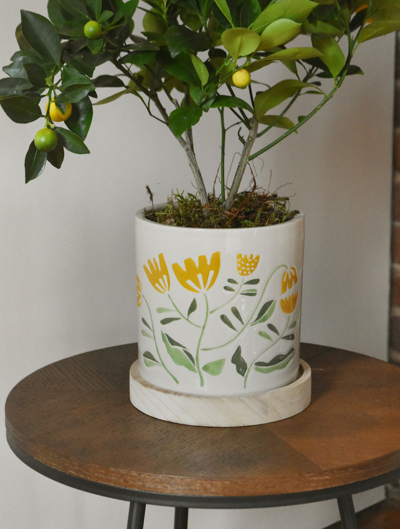 Calamondin