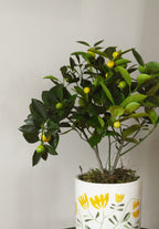Calamondin