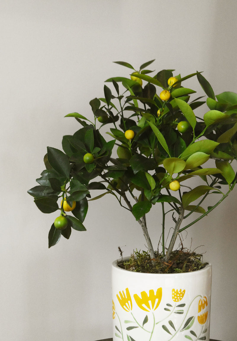 Calamondin