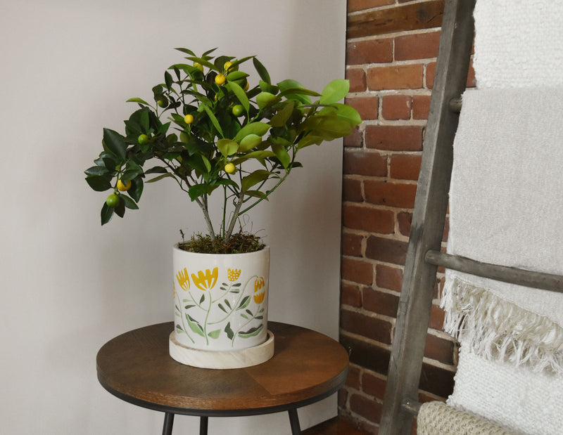 Calamondin