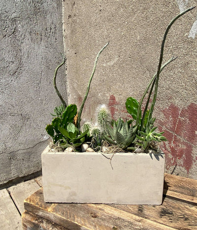 Cactus rectangulaire chosen by professional montreal floriste