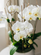 floriste